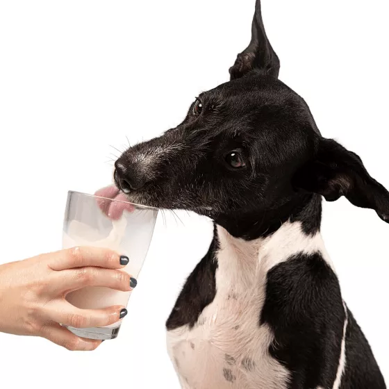 Замінники молока для собак