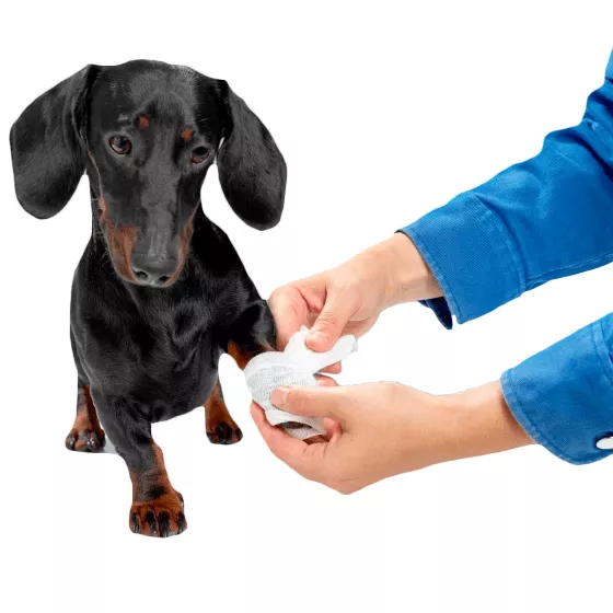Дерматологічні препарати для собак