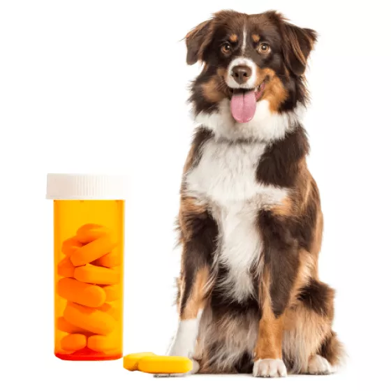 Гастроентерологічні препарати для собак