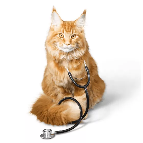Серцево-судинні препарати для котів