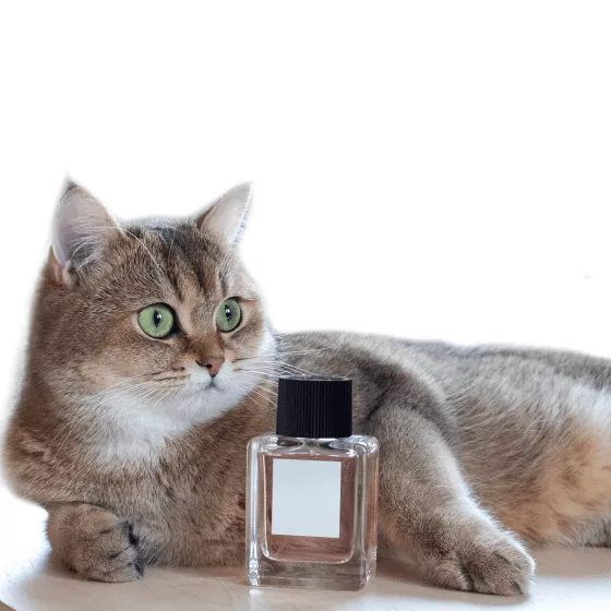 Парфуми та дезодоранти для котів
