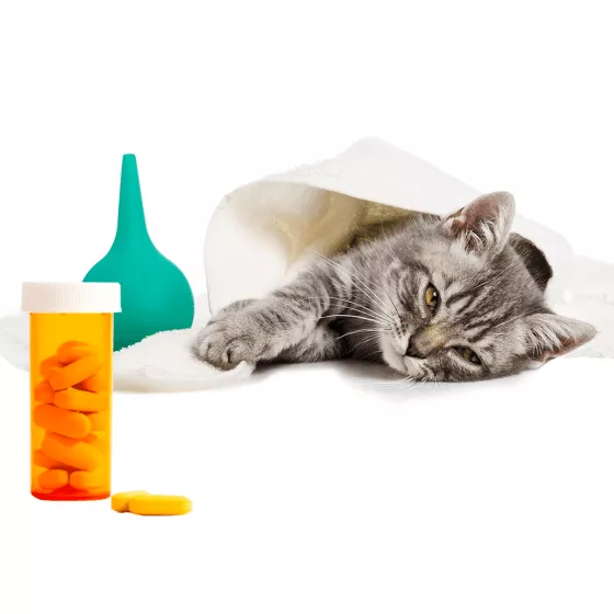 Урологічні препарати для котів