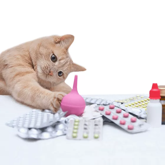 Антибіотики для котів