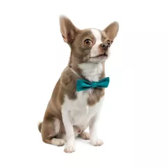 Бабочка для собак Pet Fashion XS-M (4823082425488)