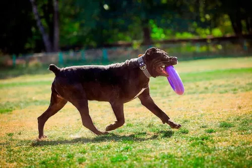 Іграшка для собак Collar Тренувальний снаряд «Puller Maxi» (Пуллер) d=30 см, 1 шт. (спінений полімер) (6492) - фото №4