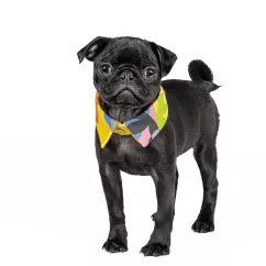 Комір для собак Pet Fashion «Bright» XS-XS-2 (4823082421060)