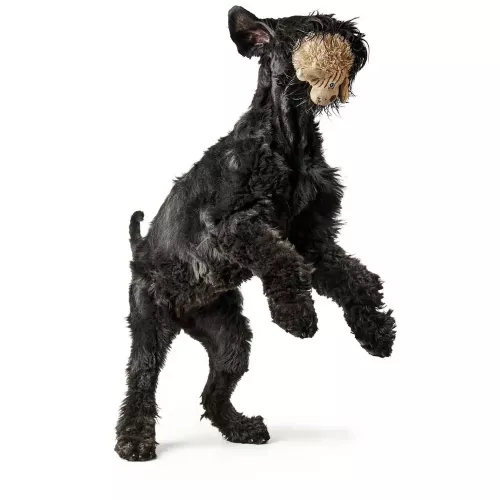 Hunter Pori Собака с пискавкой 17 см (полиэстер) игрушка для собак - фото №3