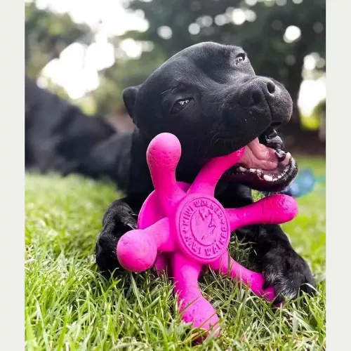 Kiwi Walker "Восьминіг" 13 см (термопластична гума) іграшка для собак - фото №3