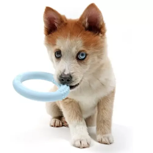 Ebi Кольцо литое Lola с выступами, голубое d=10 см (резина) игрушка для собак - фото №3