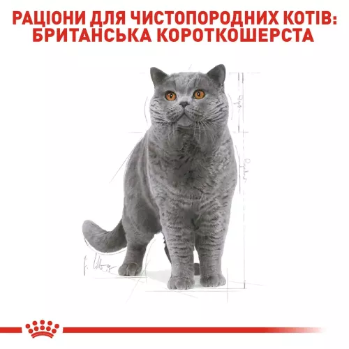 Сухий корм для дорослих котів породи британська короткошерста Royal Canin British Shorthair Adult| 2 кг + 12 шт х 85 г паучів вологого корму для котів + інте... - фото №4