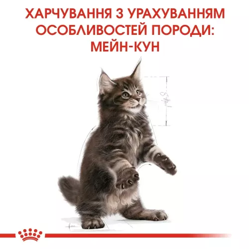 Сухий корм для кошенят породи мейн-кун Royal Canin Mainecoon Kitten | 2 кг + 12 шт х 85 г паучів вологого корму для котів + інтерактивна годівничка (11430) - фото №5