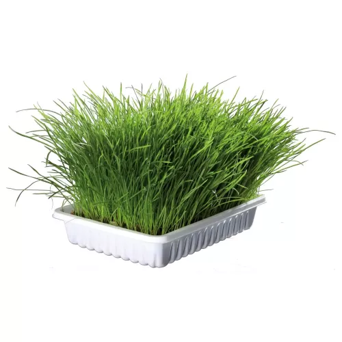 Trixie Soft Grass Трава для котов 100 г (4232) - фото №2