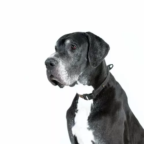 Collar Эволютор Ошейник для собак 25-70 см/25 мм черный (С42431) - фото №4