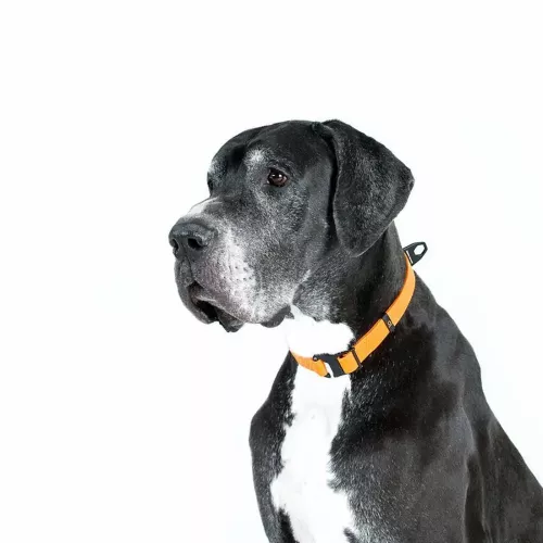 Collar Эволютор Ошейник для собак 25-70 см/25 мм оранжевый (С42434) - фото №4