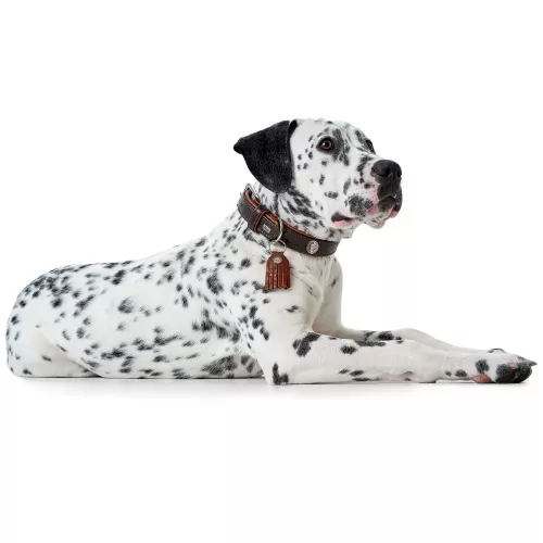 Hunter Cody Ошейник для собак кожаный 42-48 см/35 мм темно-коричневый/коричневый (HUN65222) - фото №2