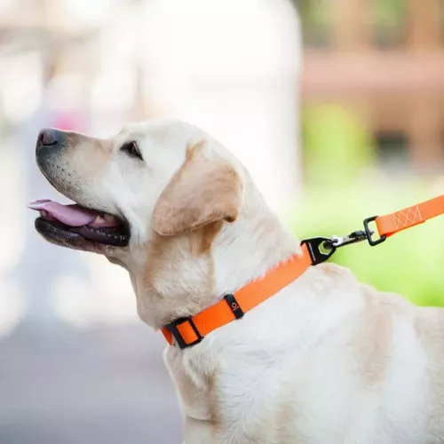 Collar Эволютор Поводок для собак 300 м/25 мм оранжевый (С42134) - фото №5