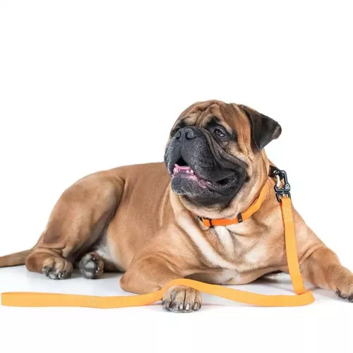 Collar Еволютор Повідець для собак 300 м/25 мм оранжевий (С42134) - фото №3