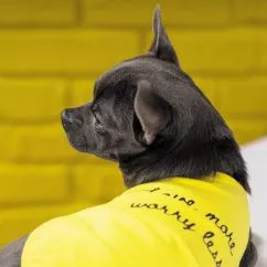 Борцівка Pet Fashion «Puppy» для собак, розмір S, жовта