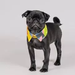 Воротник Pet Fashion «Bright» для собак, размер S-M, желтый