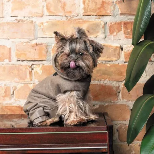 Костюм Pet Fashion «PF Style» для собак, размер M, бежевый (лимитированная серия) (PR242794) - фото №5
