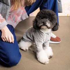 Толстовка Pet Fashion «Delicate» для собак, розмір S, сіра