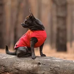 Жилет Pet Fashion «E.Vest» для собак, розмір M, червоний (PR242447)