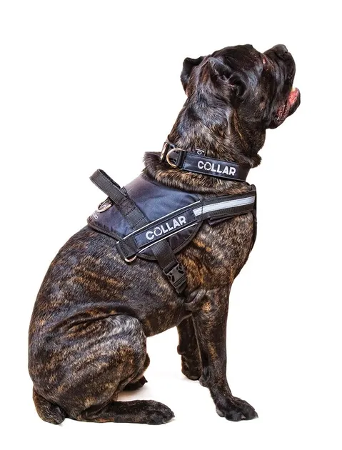 Collar DogExtremе Police №5 Шлейка для собак із ліхтариком зі змінним написом 85-115 см чорна (07131 - фото №5