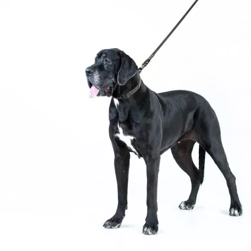 Collar Эволютор Поводок для собак 300 м/25 мм черный (С42131) - фото №4