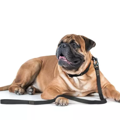 Collar Еволютор Повідець для собак 300 м/25 мм чорний (С42131) - фото №3