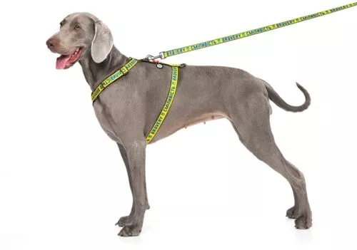 Повідець для собак нейлоновий WAUDOG Nylon малюнок "Сміливість", L-XXL, Ш 25 мм, Дл 122 см (4925-0231Collar) - фото №5