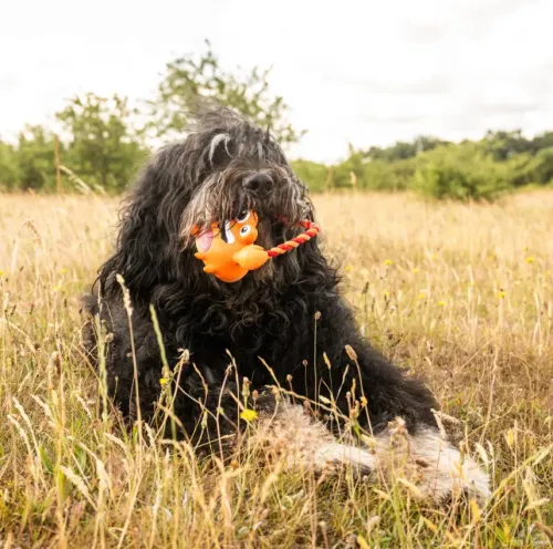 Іграшка для собак Max & Molly Tuggles Toy - Lenny Krabitz - Ленні Краб (800013) - фото №2